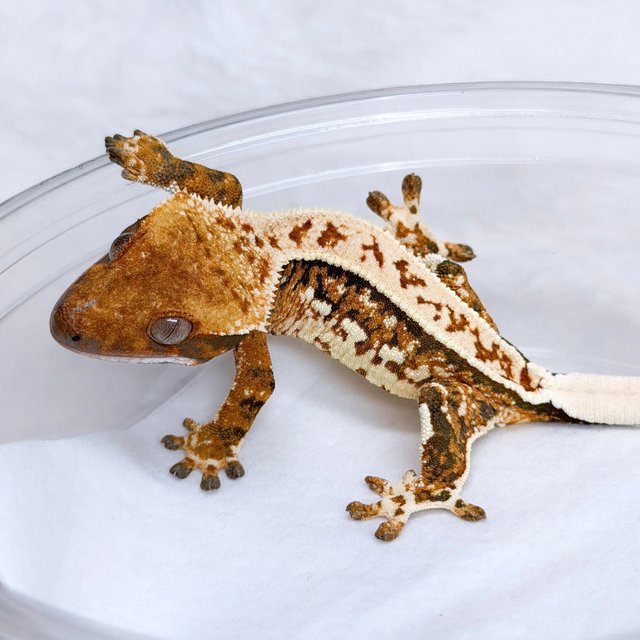 텐저린 쿼드 트라이