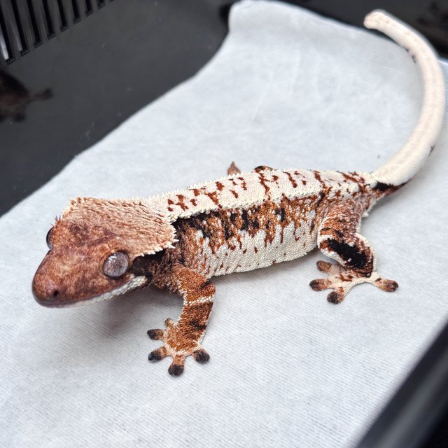 노멀 텐저린 트라이 화이트스팟 익스트림할리퀸