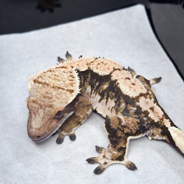 노멀 트라이 익스트림할리퀸 화이트스팟