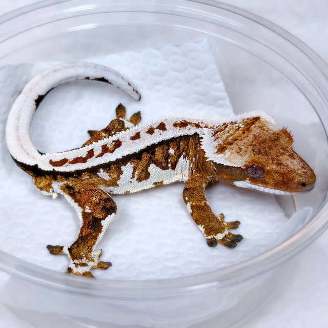 텐저린 쿼드 트라이