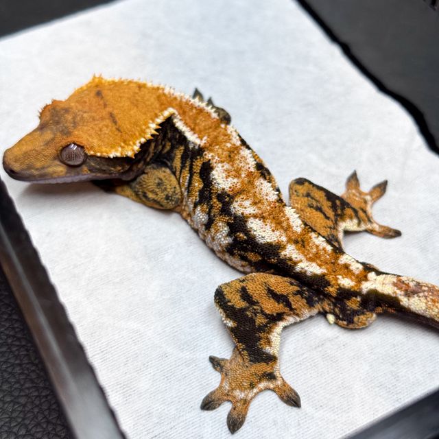 노멀 트라이 텐저린 바브 화이트스팟