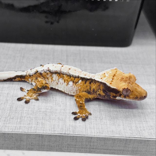 레이지 트라이