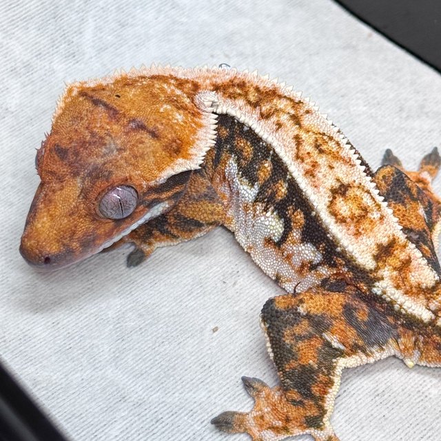 노멀 텐저린 쿼드 핀스트라이프 트라이