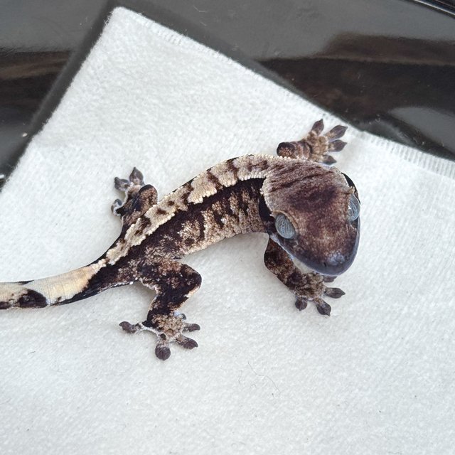 노멀 텐저린 트라이 익스트림할리퀸 화이트스팟