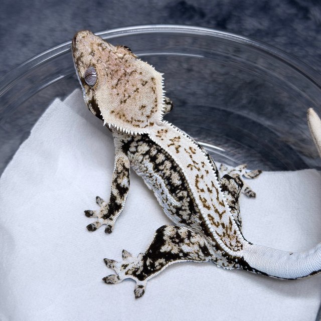 트라이 쿼드 화이트스팟