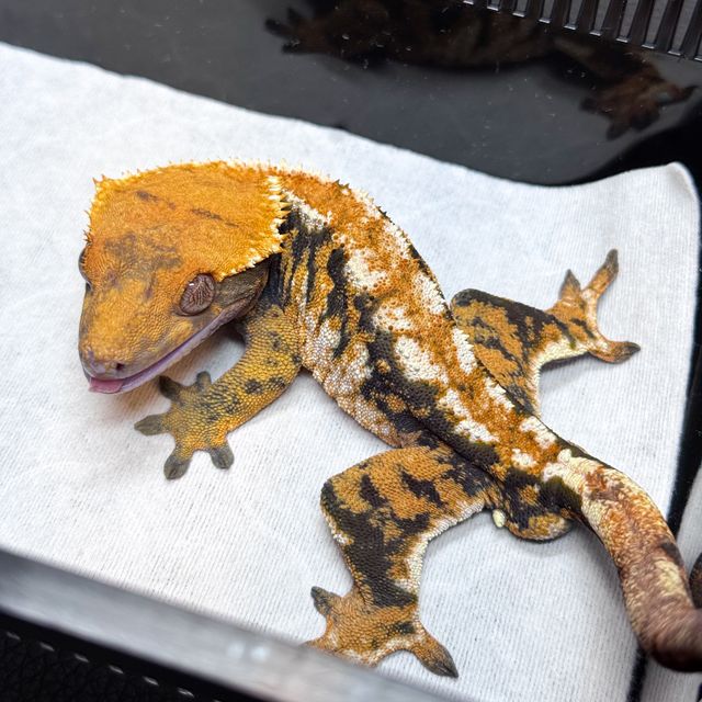 노멀 트라이 텐저린 바브 화이트스팟