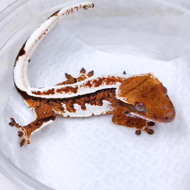 레드 텐저린 트라이