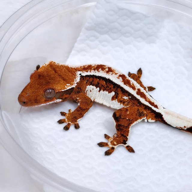 레드 텐저린 트라이