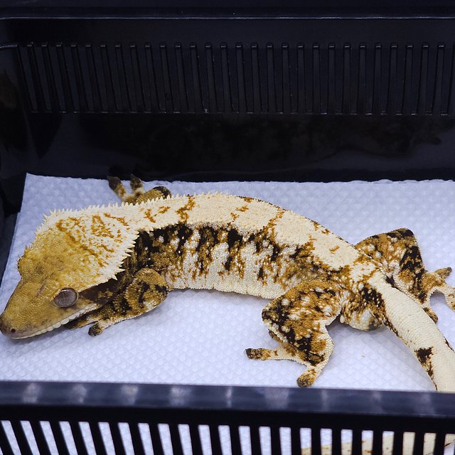 노멀 트라이 익스트림할리퀸 사만다