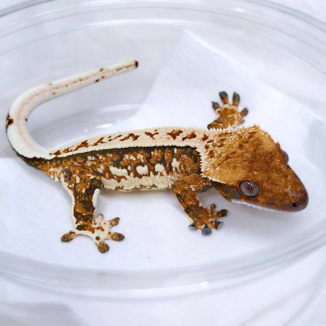 텐저린 쿼드 트라이