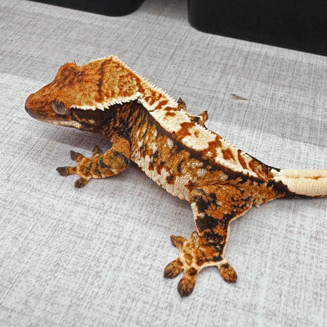 텐저린 바브 트라이