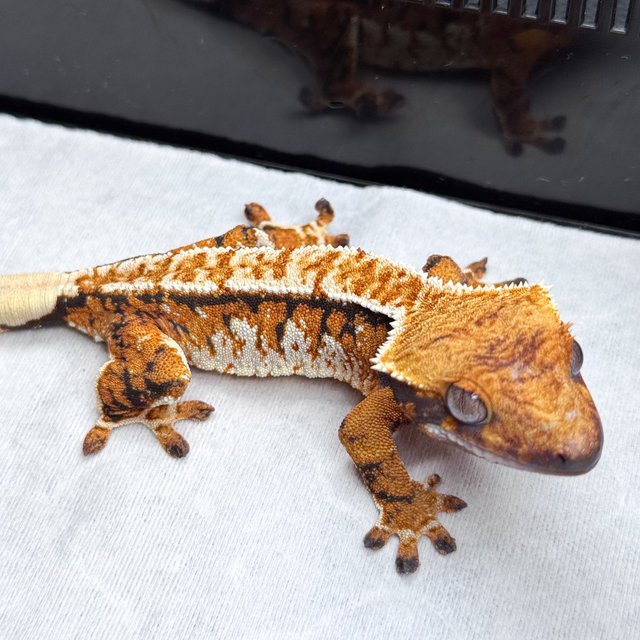 노멀 텐저린 트라이