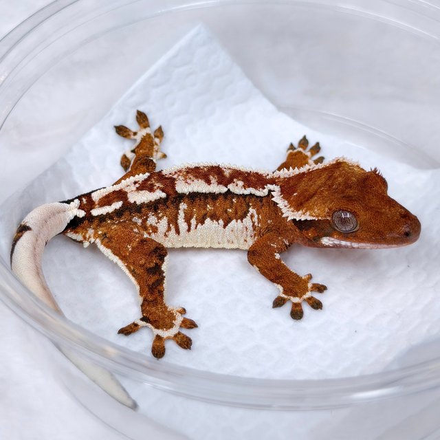 레드 텐저린 트라이