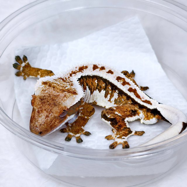 텐저린 쿼드 트라이