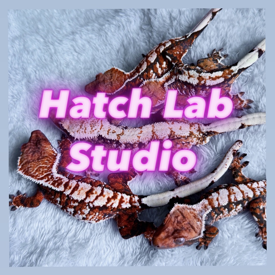 해치랩스튜디오