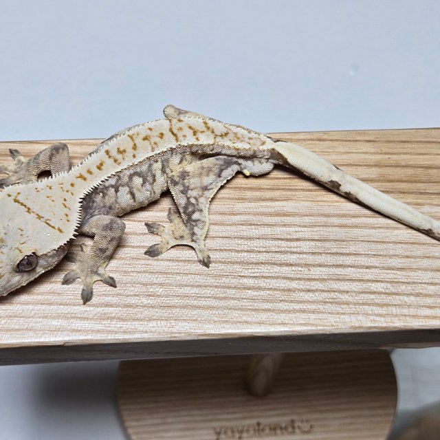 트라이 익스트림할리퀸