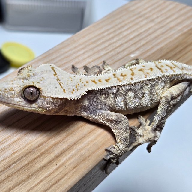 트라이 익스트림할리퀸