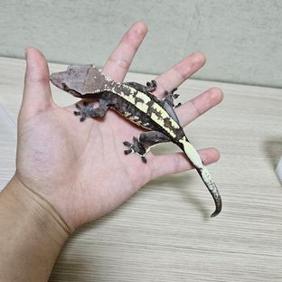 카푸치노
