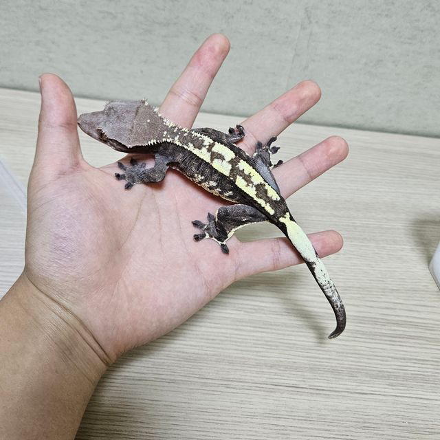 카푸치노