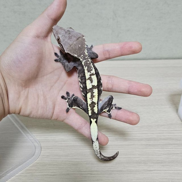 카푸치노