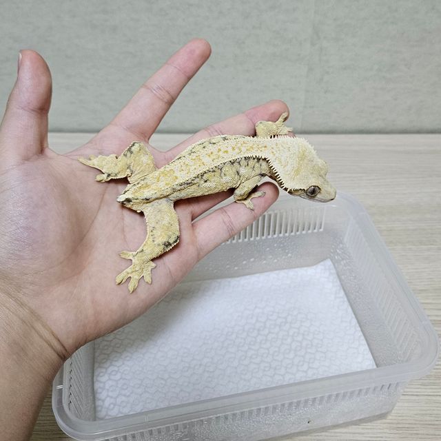 노멀 쿼드 드리피
