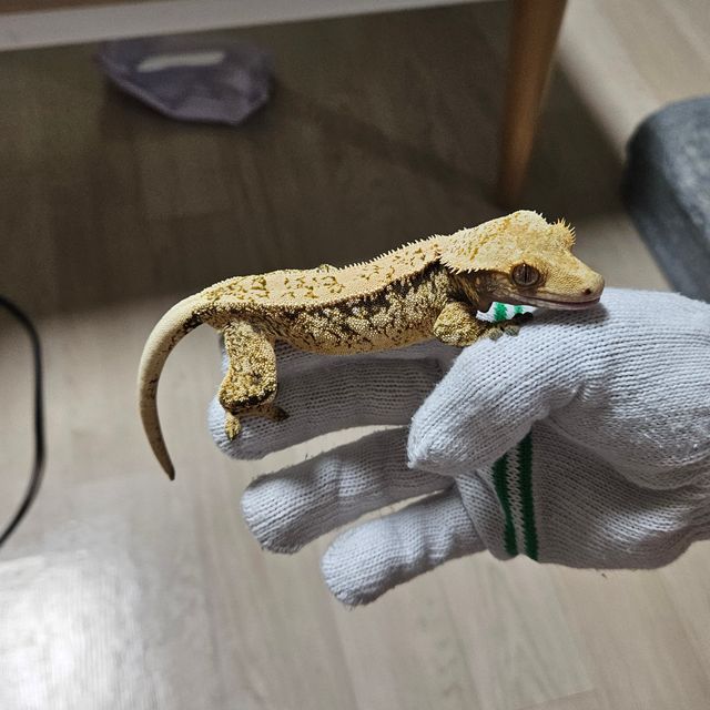 노멀
