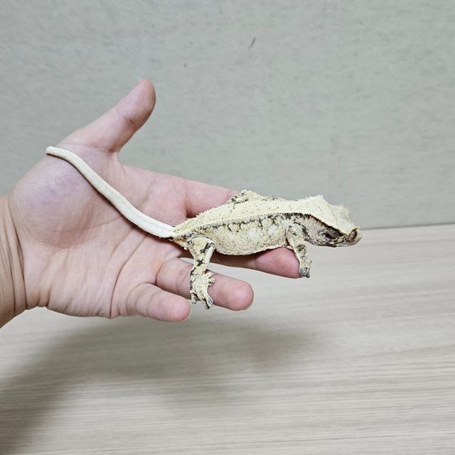 노멀 드리피 트라이
