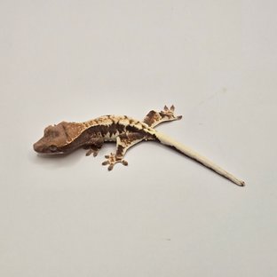 세이블 릴리화이트