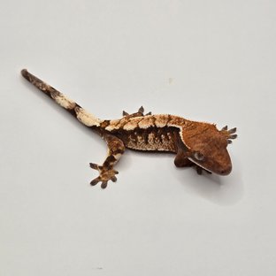 텐저린 트라이 세이블