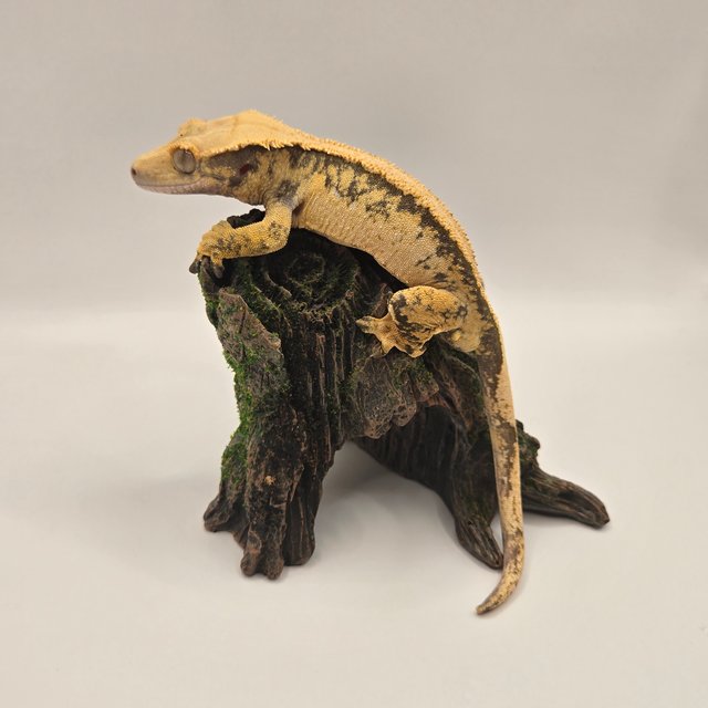 솔리드백 트라이 익스트림할리퀸