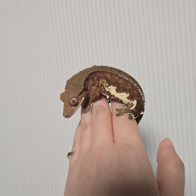 팬텀 릴리화이트