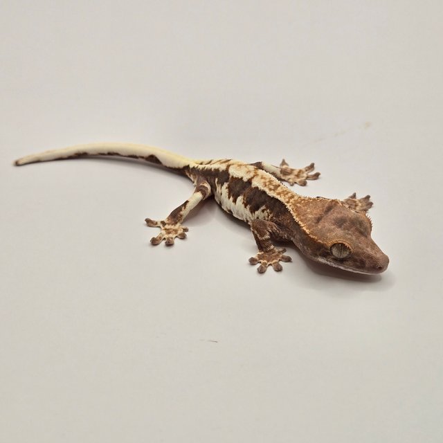 세이블 릴리화이트