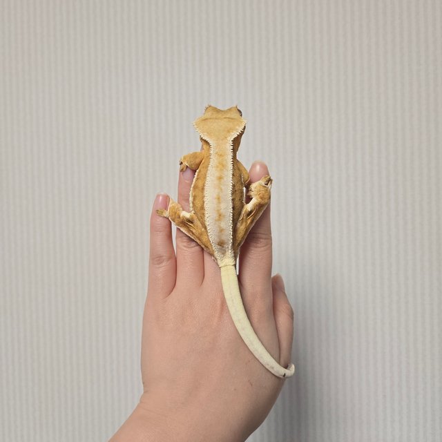 크림 릴리화이트