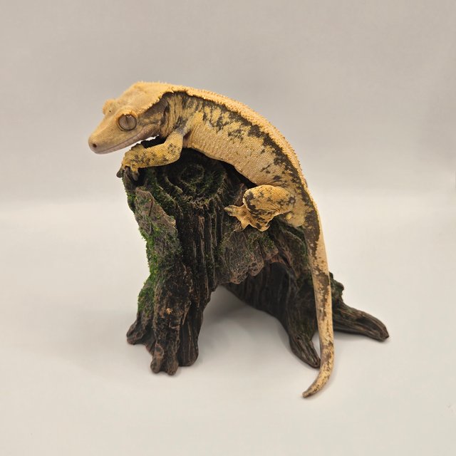 솔리드백 트라이 익스트림할리퀸