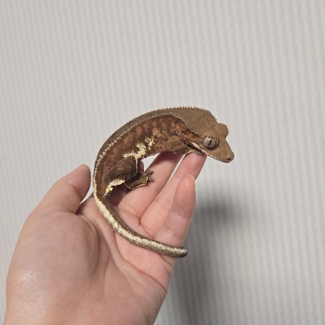 팬텀 릴리화이트