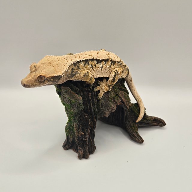 트라이 익스트림할리퀸