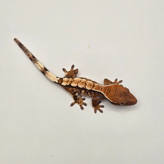 텐저린 트라이 세이블