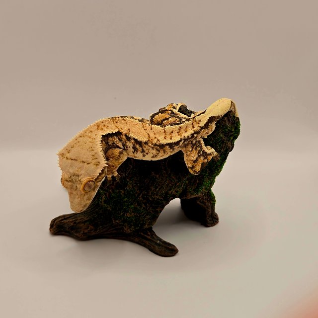 트라이 익스트림할리퀸