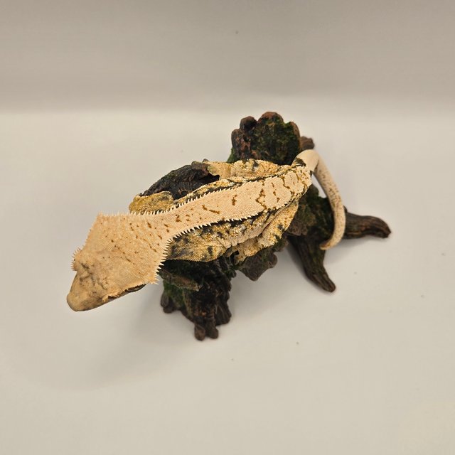 트라이 익스트림할리퀸