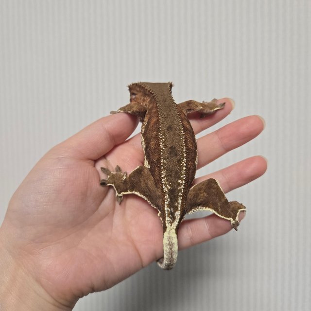 팬텀 릴리화이트