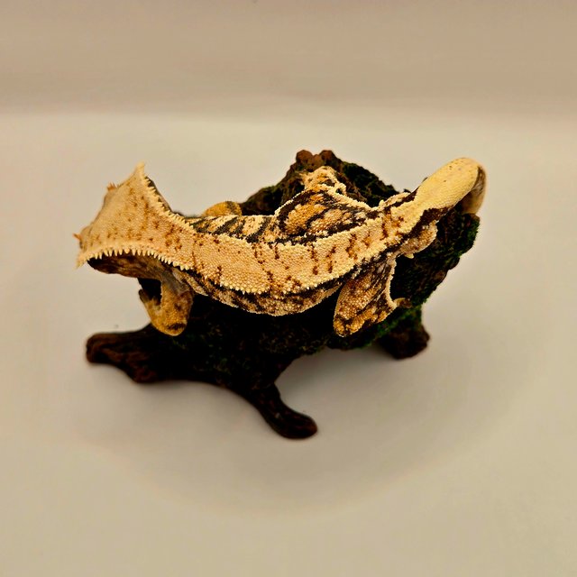 트라이 익스트림할리퀸