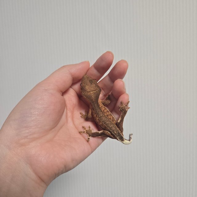 100%헷아잔틱 팬텀 릴리화이트