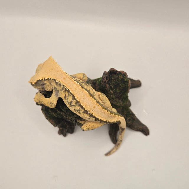 솔리드백 트라이 익스트림할리퀸