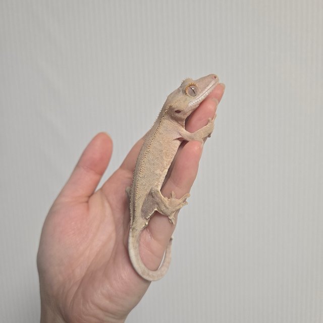 레드 팬텀 릴리화이트