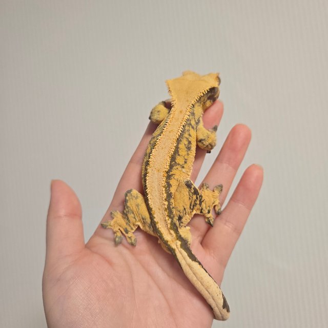 솔리드백 트라이 익스트림할리퀸