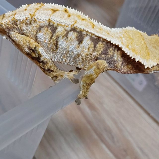노멀 트라이 텐저린 바브
