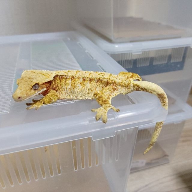 노멀 트라이 레드 드리피