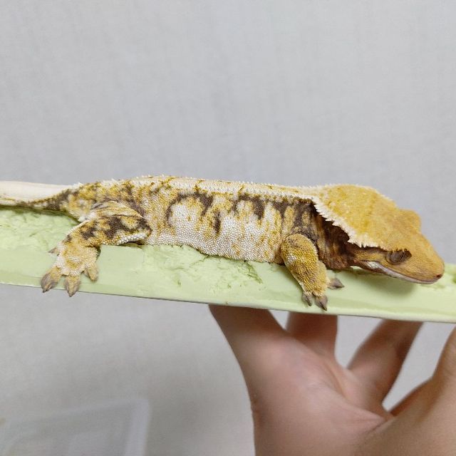 노멀 트라이 텐저린 바브