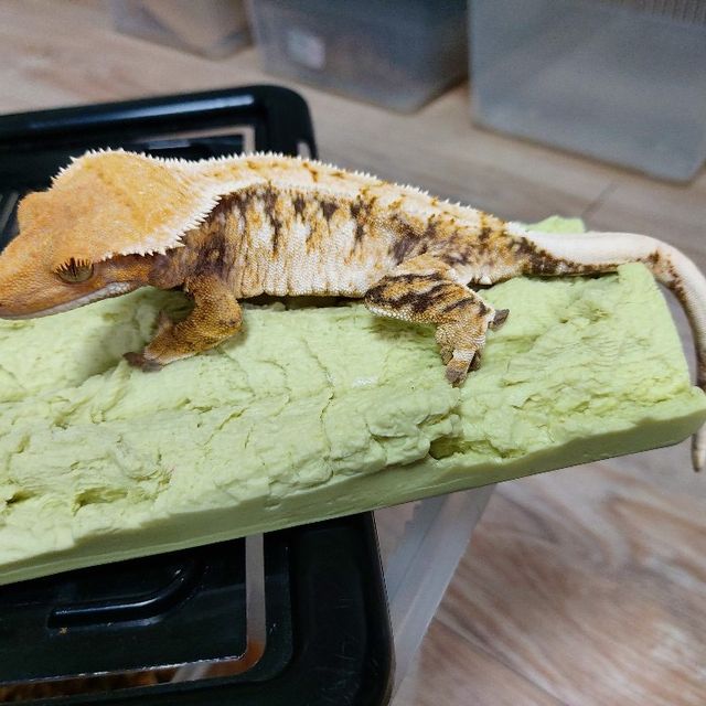 노멀 트라이 텐저린 바브