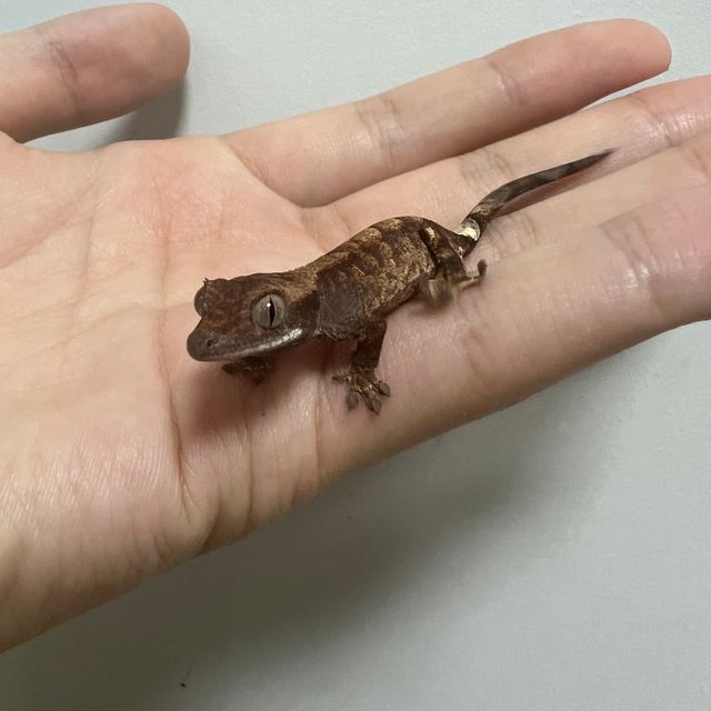 카푸치노 트라이